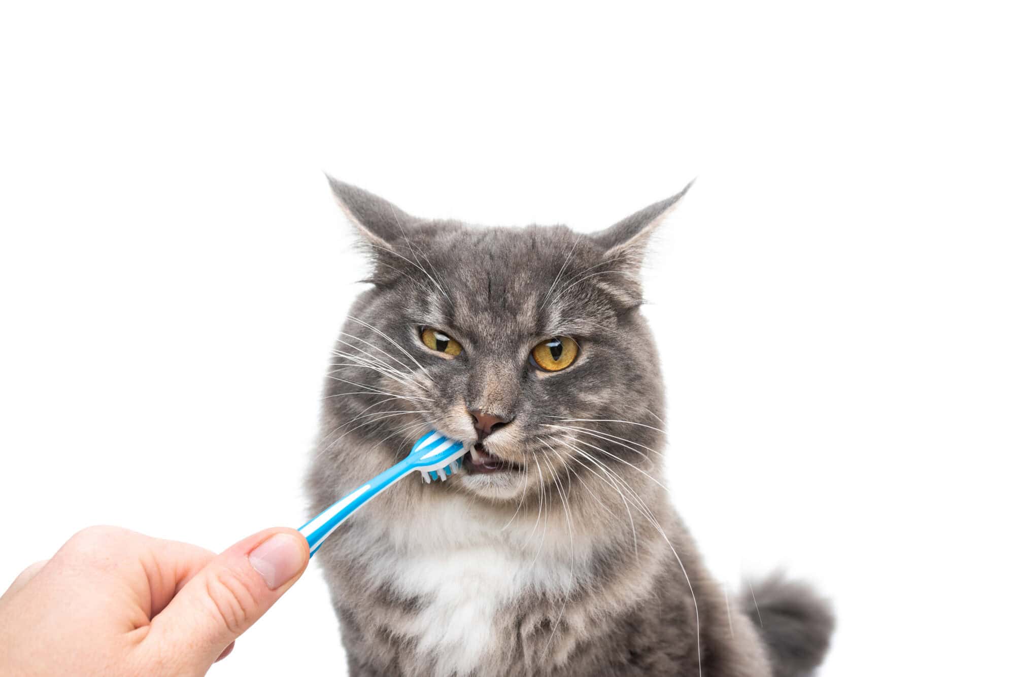 The Importance of Pet Dental Health 