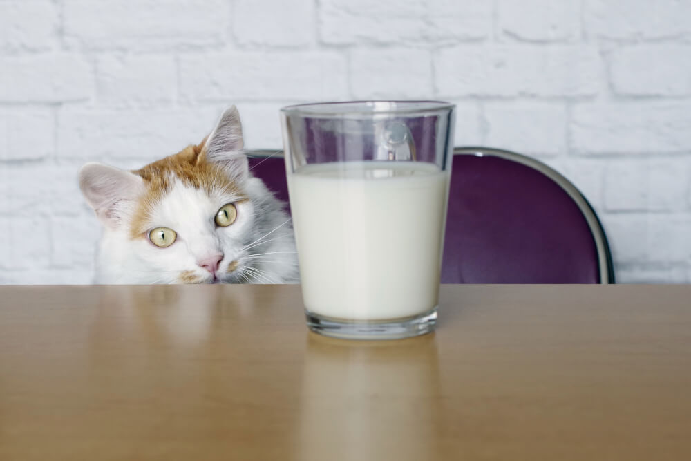Cat looking at a glass of milk