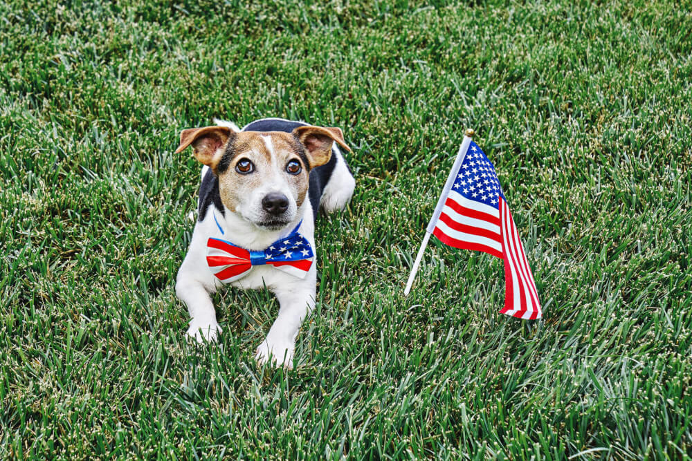 4th of July Pet Safety Tips