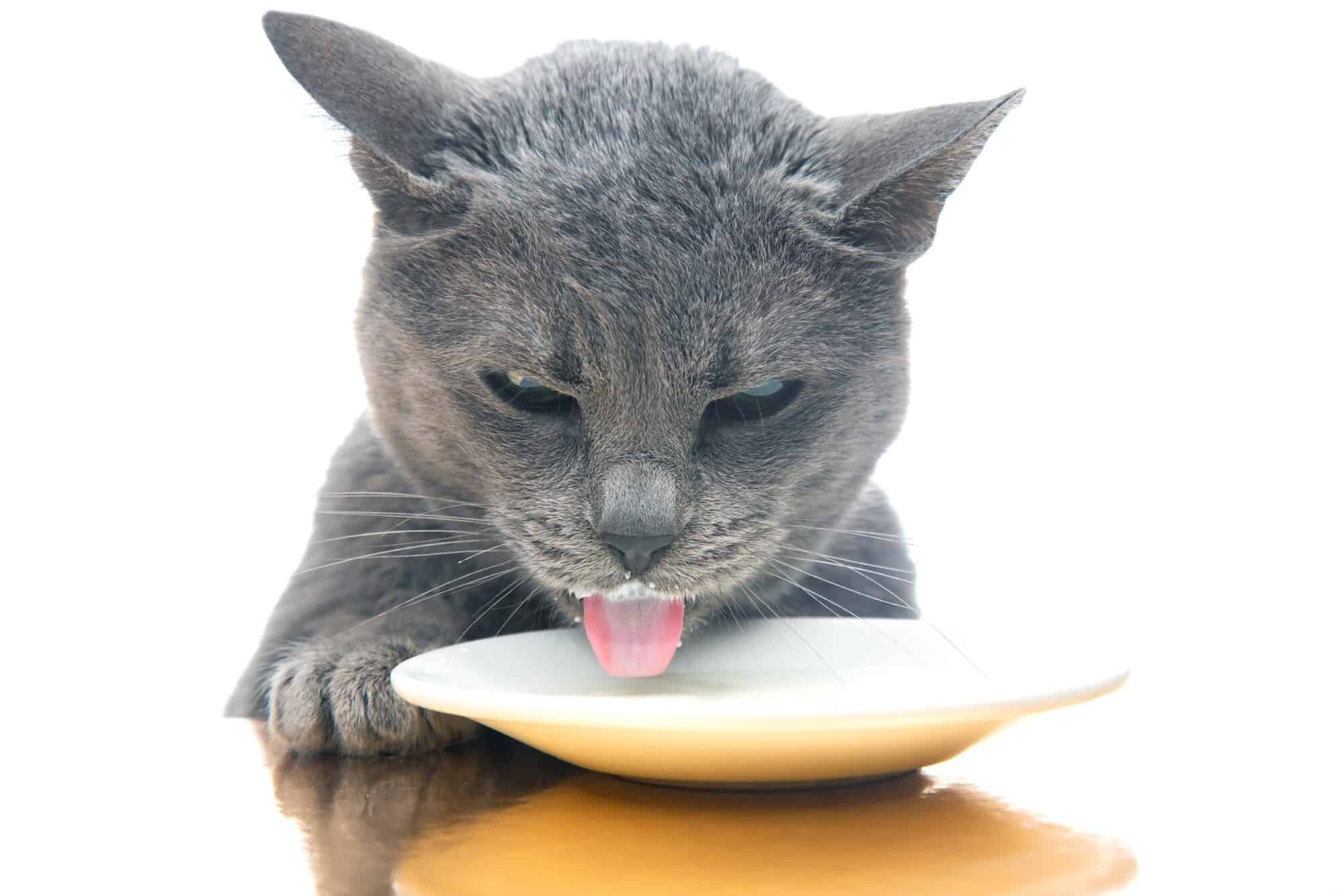 Cat drinking milk.