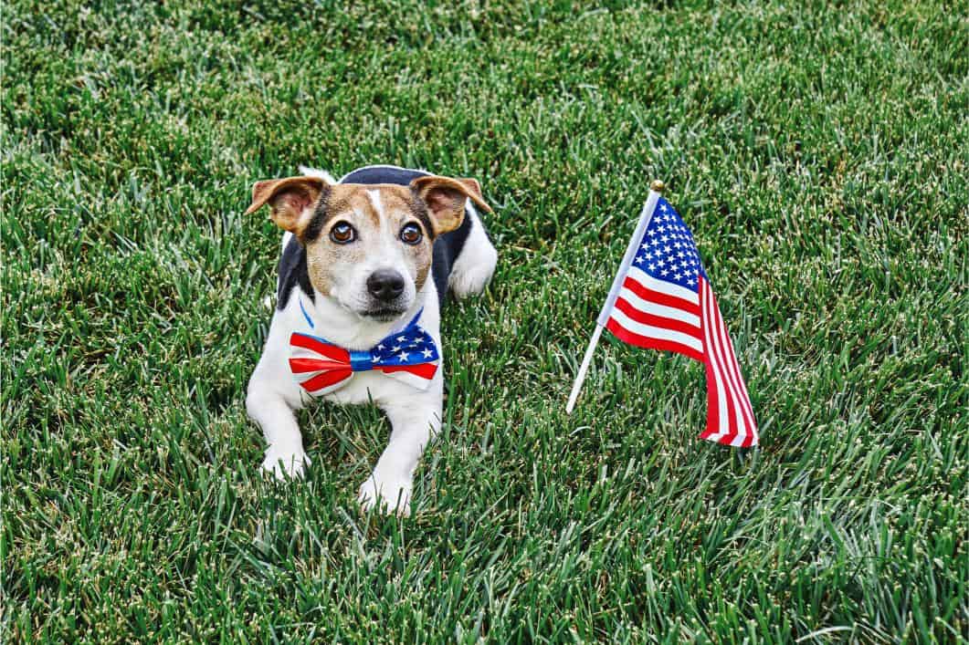 4th of July Pet Safety Tips