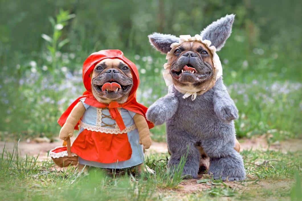 Halloween Pet Safety Tips.