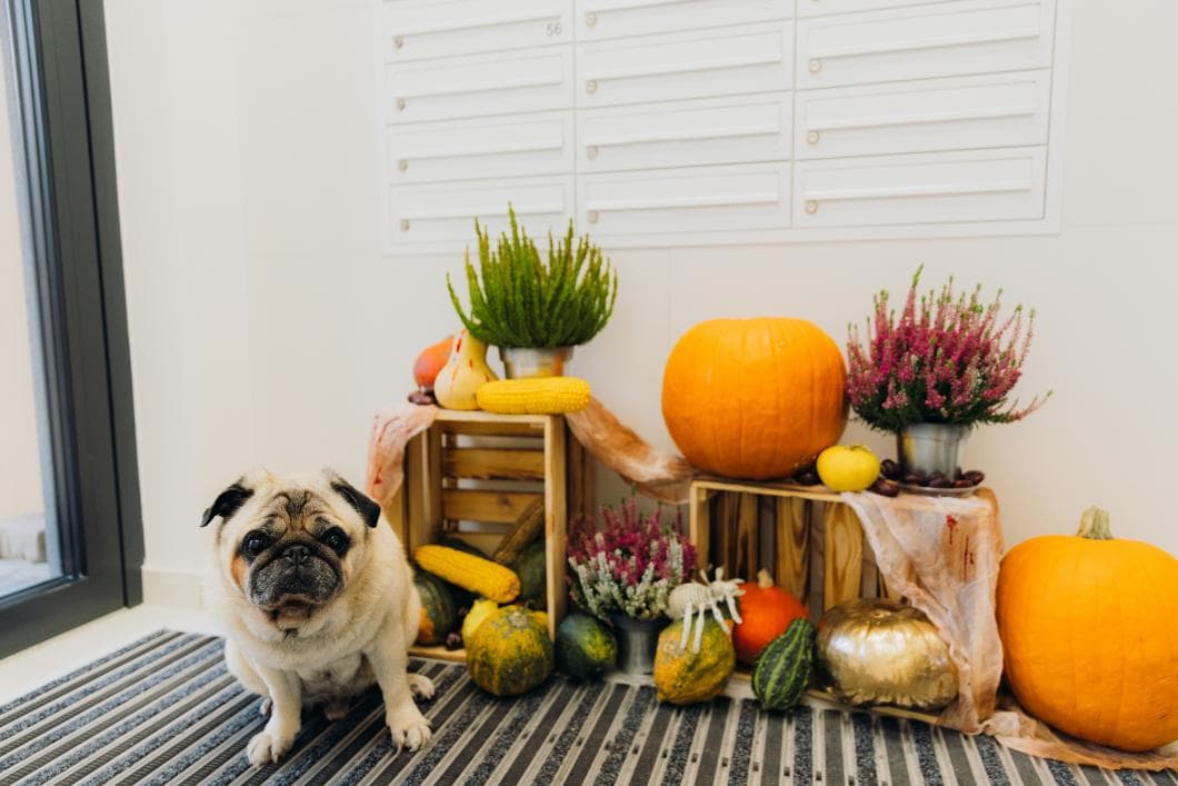 Thanksgiving Pet Safety Tips