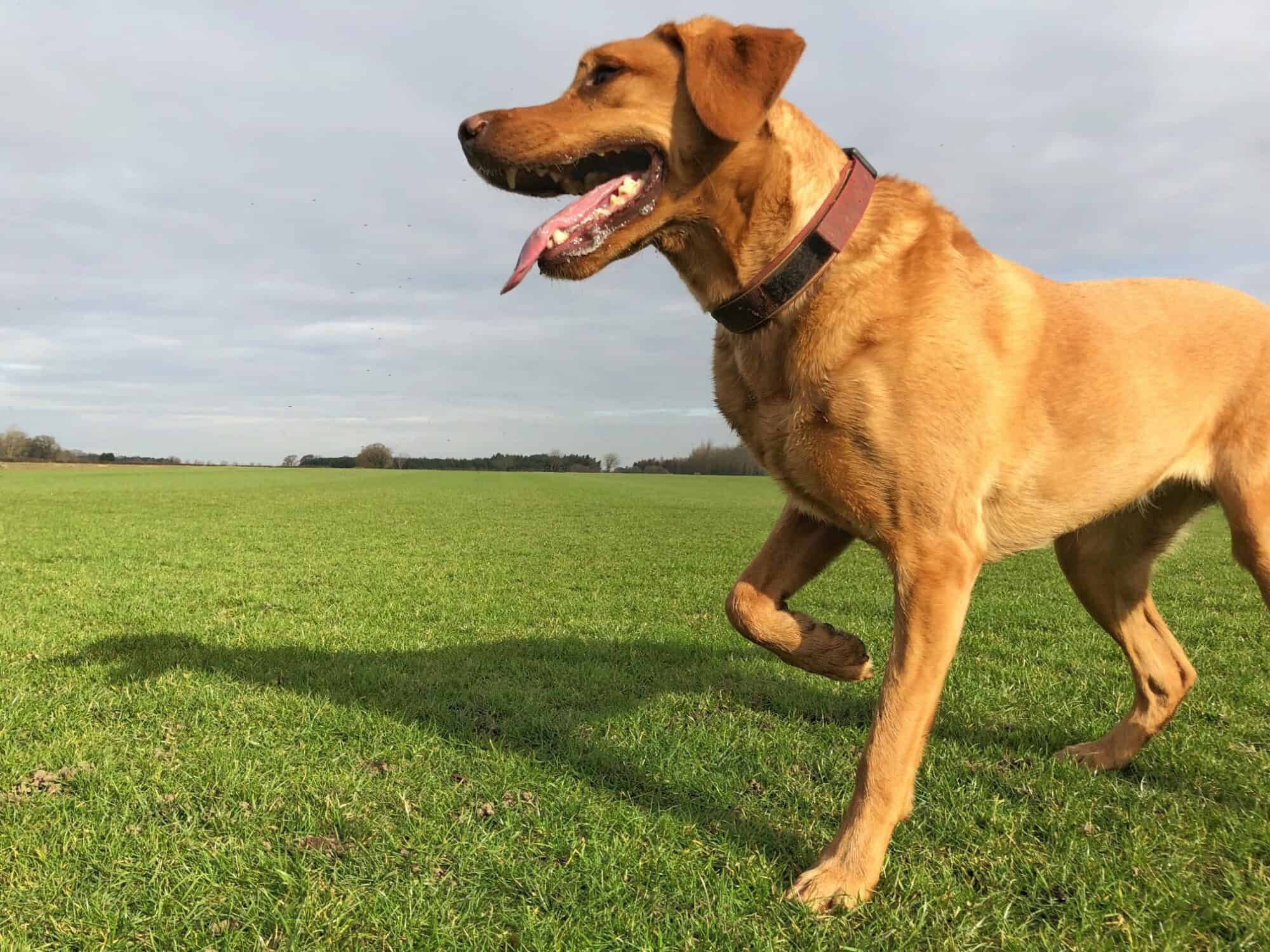 Why Is My Dog Limping Suddenly? Acute Lameness Explained