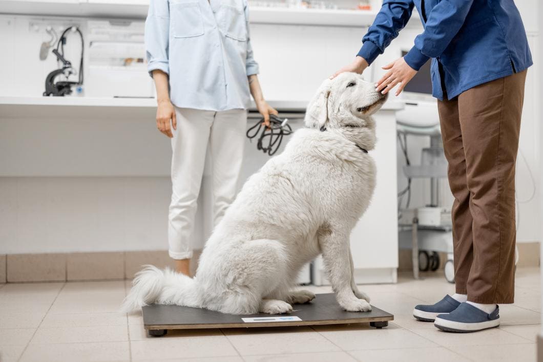 Unexplained Weight Gain in Dogs: Thyroid, Diet, or Hormonal Disease?