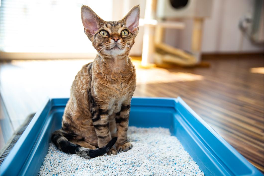 Why Does My Cat Have Diarrhea but Still Acts Normal?