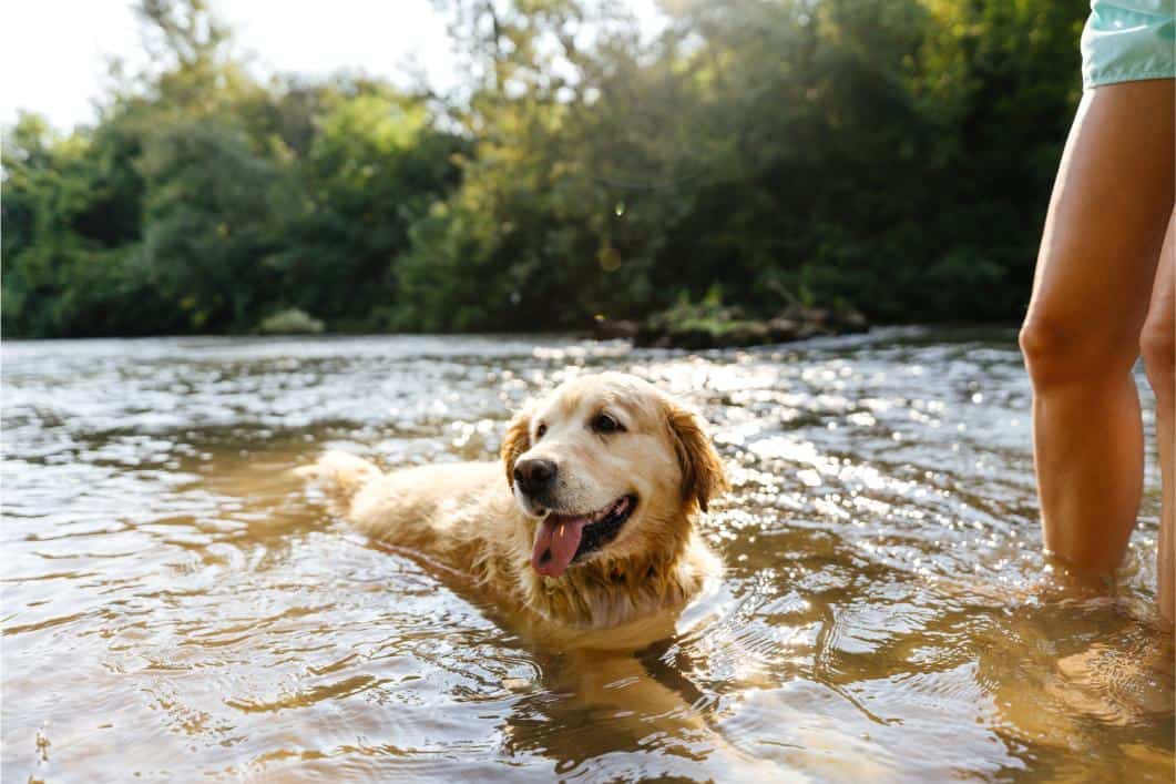 Vomiting After Swimming or Drinking Lake Water: What Pet Owners Should Know