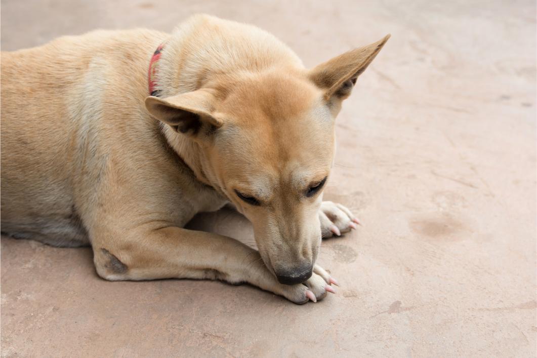dog licking its paw.