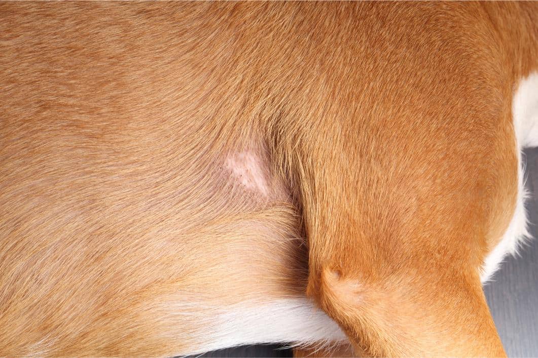 Hot Spots in Dogs: What Causes Them and How to Treat Them