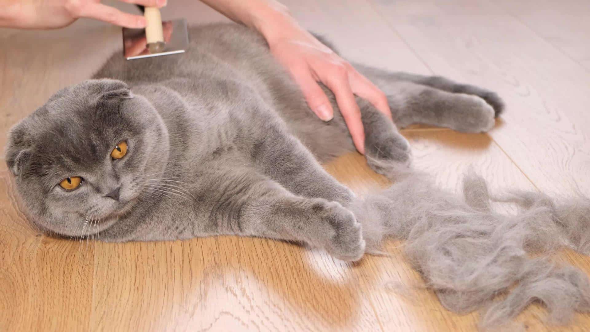Why Is My Pet Losing Fur? Common Causes of Hair Loss in Dogs and Cats