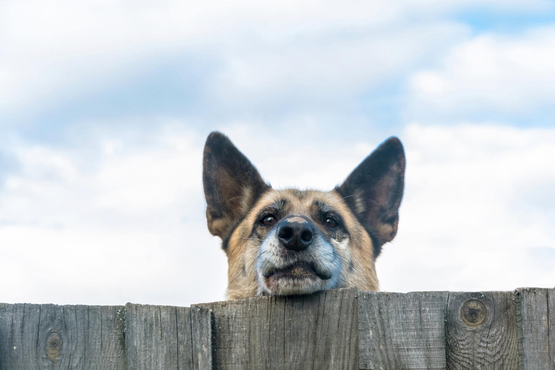 Cloudy Eyes in Dogs: Cataracts, Aging, or an Emergency?