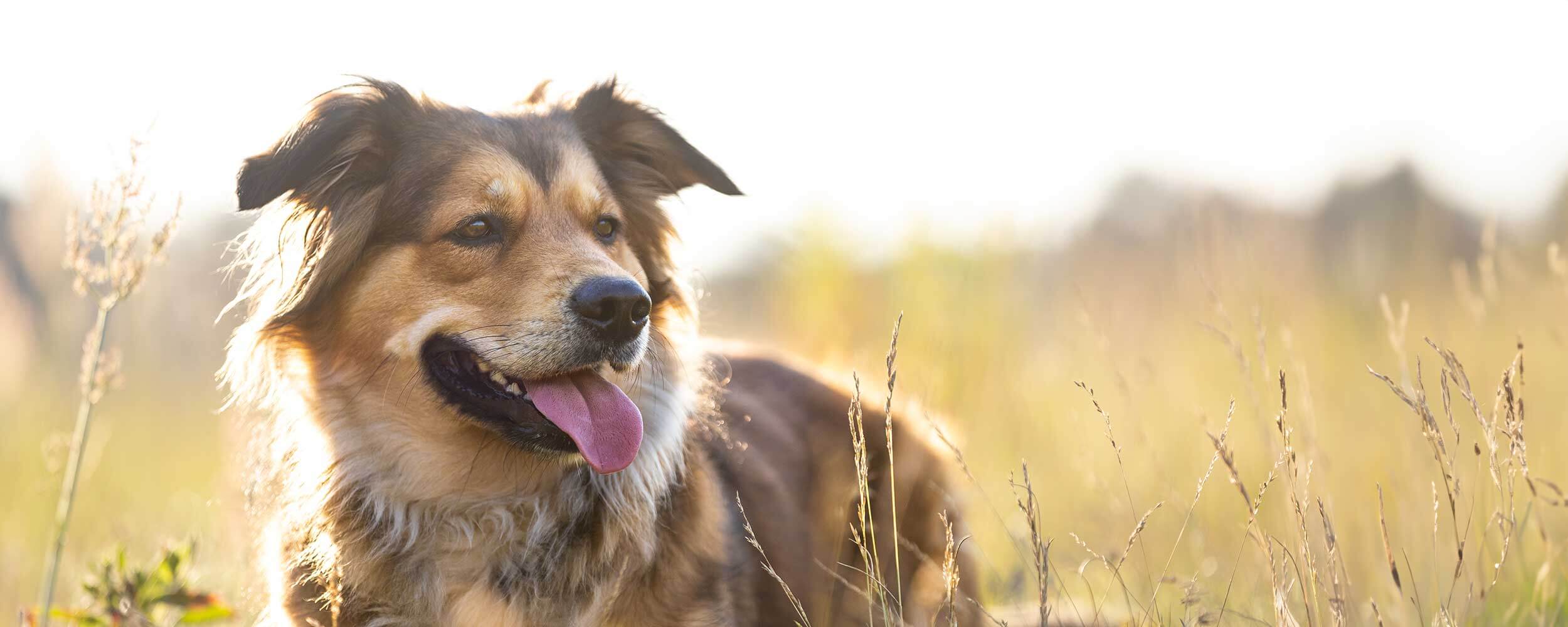 An older dog in a field An older dog in a field