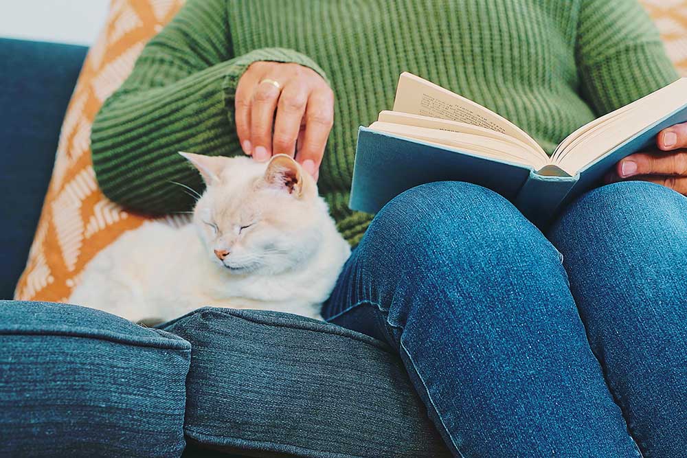 A cat being petted A cat being petted