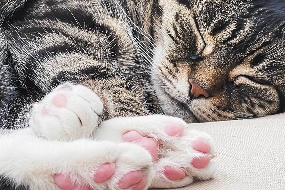 A sleeping cat A sleeping cat